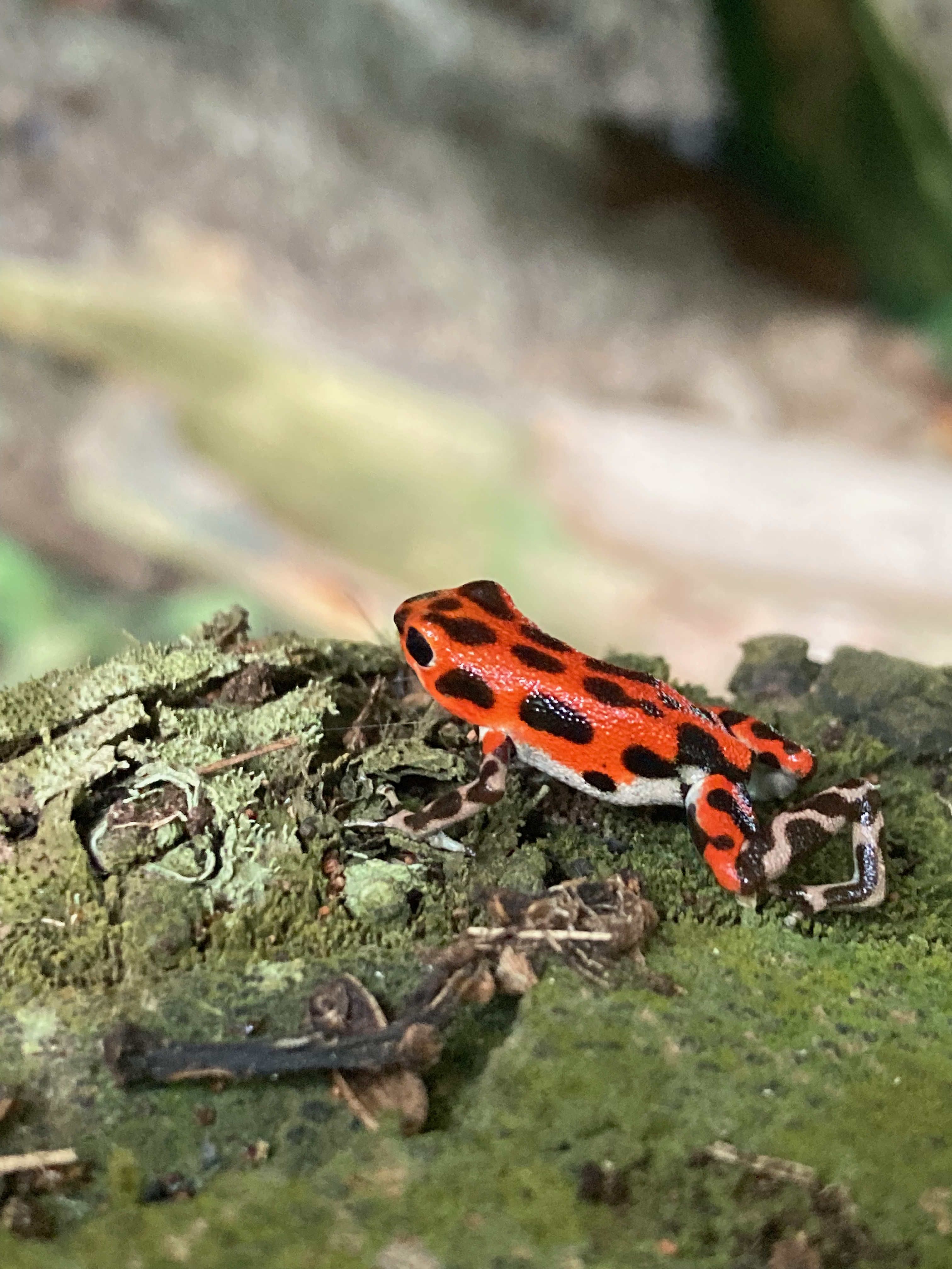 Picture of strawberry frog