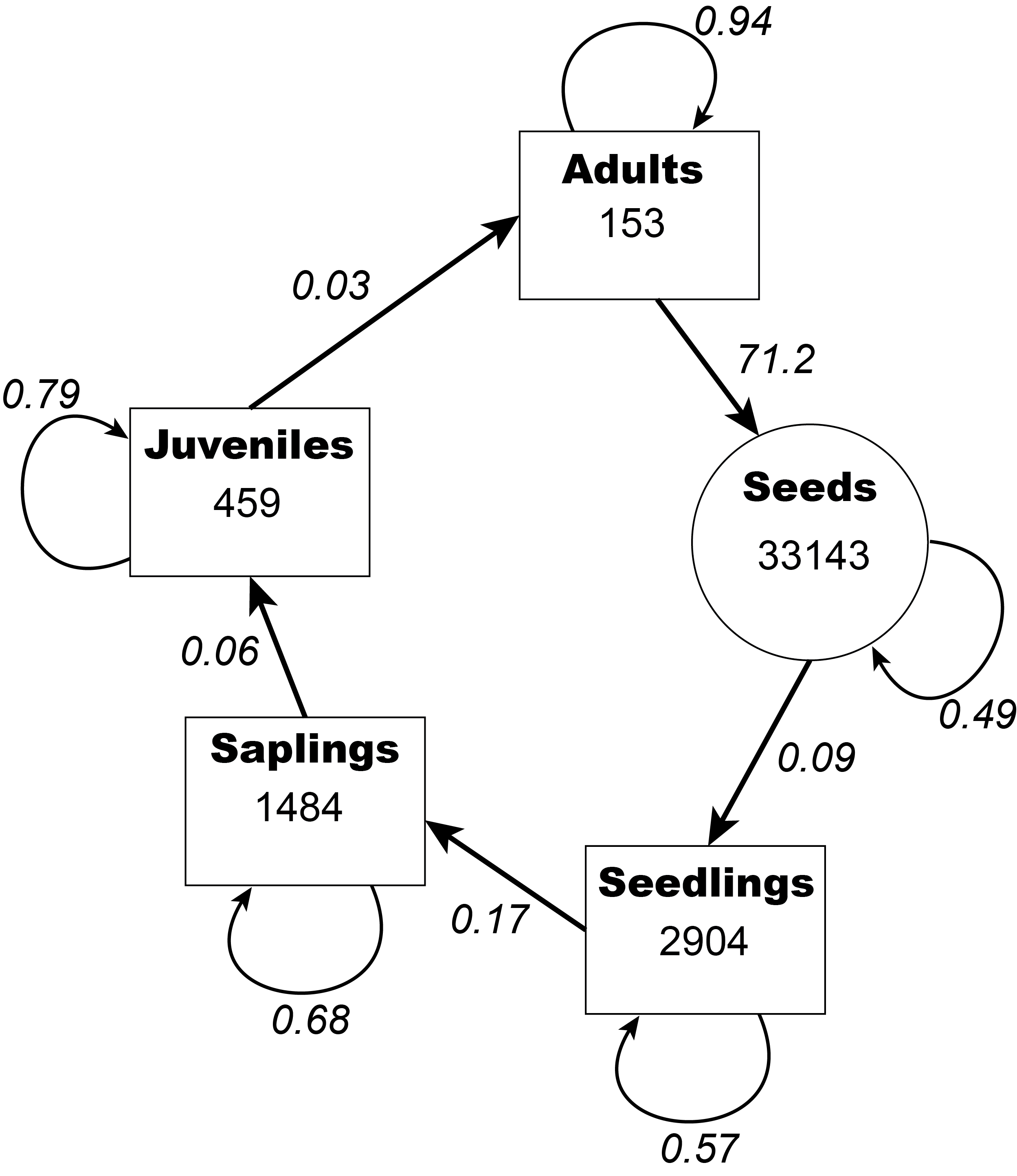 Demography of *Thrinax imaginarium* life stages. Values inside the circle/squares are the observed number of individuals in each stage class from a single demographic study of the species. Values next to the arrows are the estimated transition probabilities for each stage